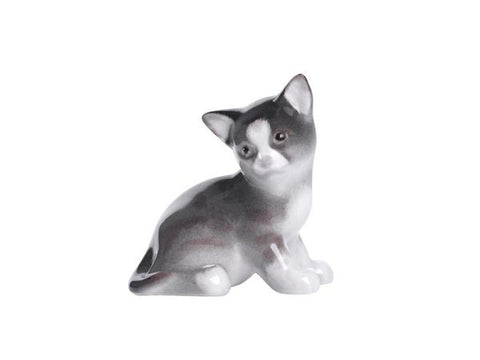 Kitten "Paramosha" grey